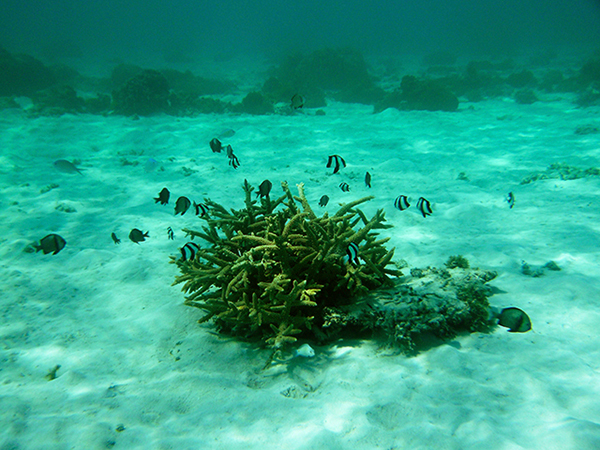 Hanauma Bay